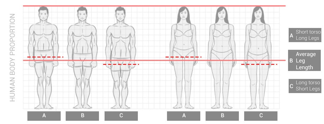 Ideal Body Proportions Chart